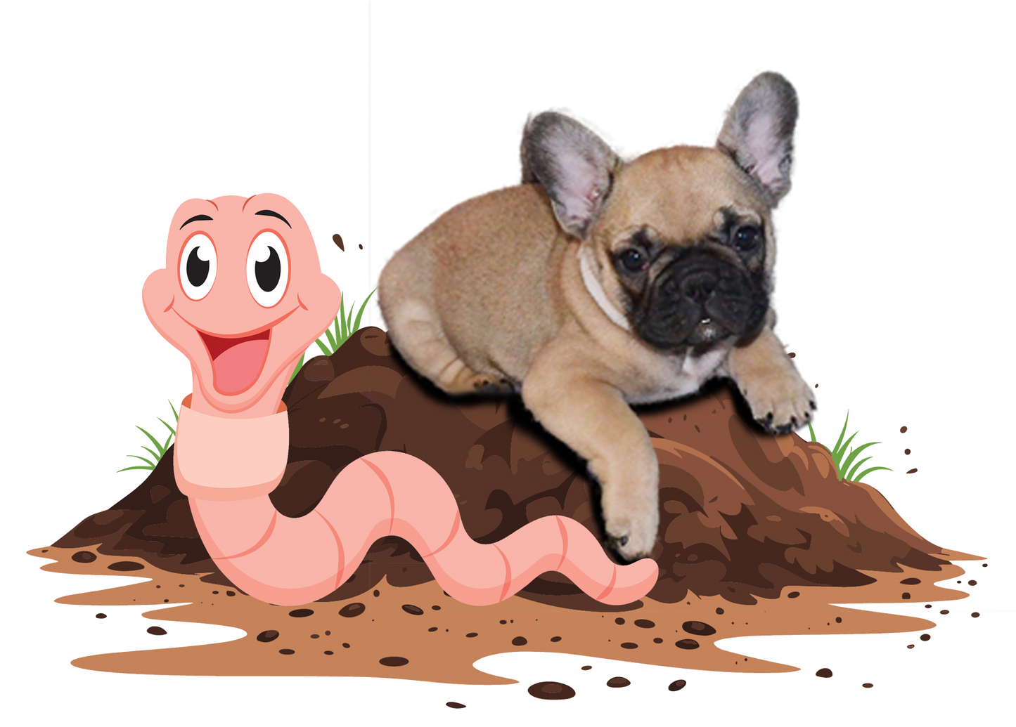 Giardia, Worming, Coccidia, Yeast