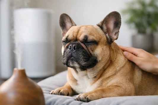 How to Support Frenchie Breathing Naturally