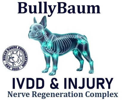 IVDD & Injury Support