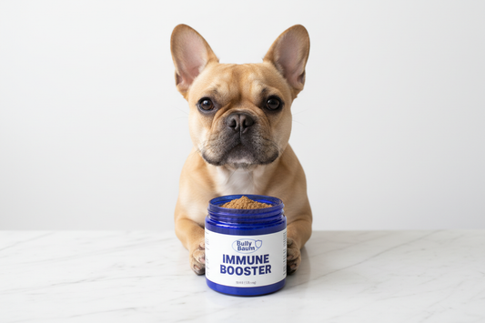 french bulldog holding open blue jar filled with brown powder labeled Bully Baum Immune Booster