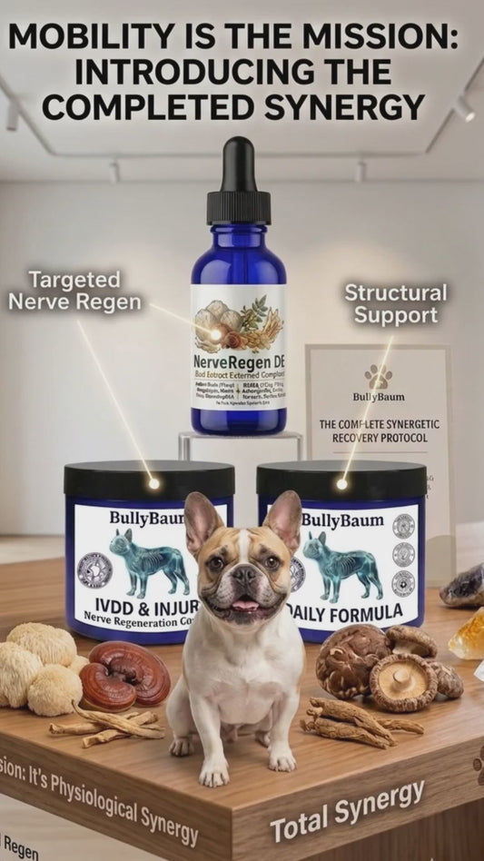 IVDD & Injury Support