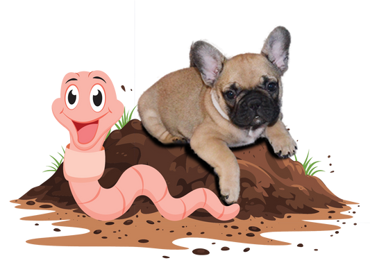 Giardia, Worming, Coccidia, Yeast